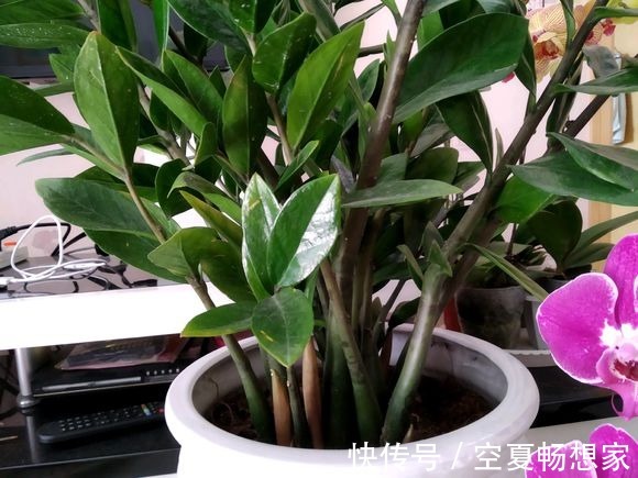 多余的叶片别浪费，试试扦插，不停冒嫩芽！