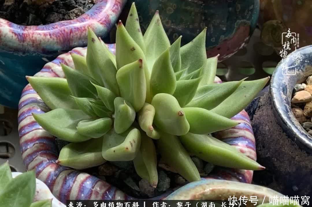 最温暖不过人间烟火,来自逆挂区的多肉!