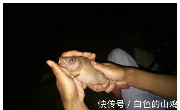 北江禾花鲤大爆发,将成生态问题?钓鱼人一天轻松钓50斤