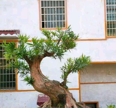 养护|最值得养护的盆景,清秀文雅,养成漂亮老桩能活30年
