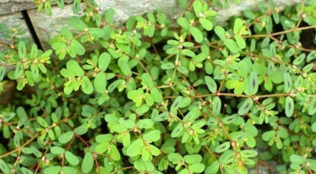 农村一种“野草”,最爱趴地上,与马齿苋是近亲,草小作用可不小