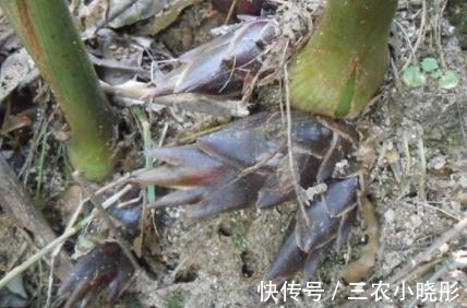 茗荷|农村常见的野味，被日本人赞为“亚洲人参”，村民却拿来喂猪