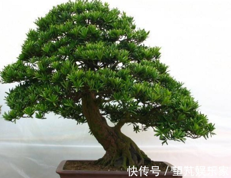 想让罗汉松长得旺，调配土壤有技巧，做好后枝壮叶多，茂盛翠绿！