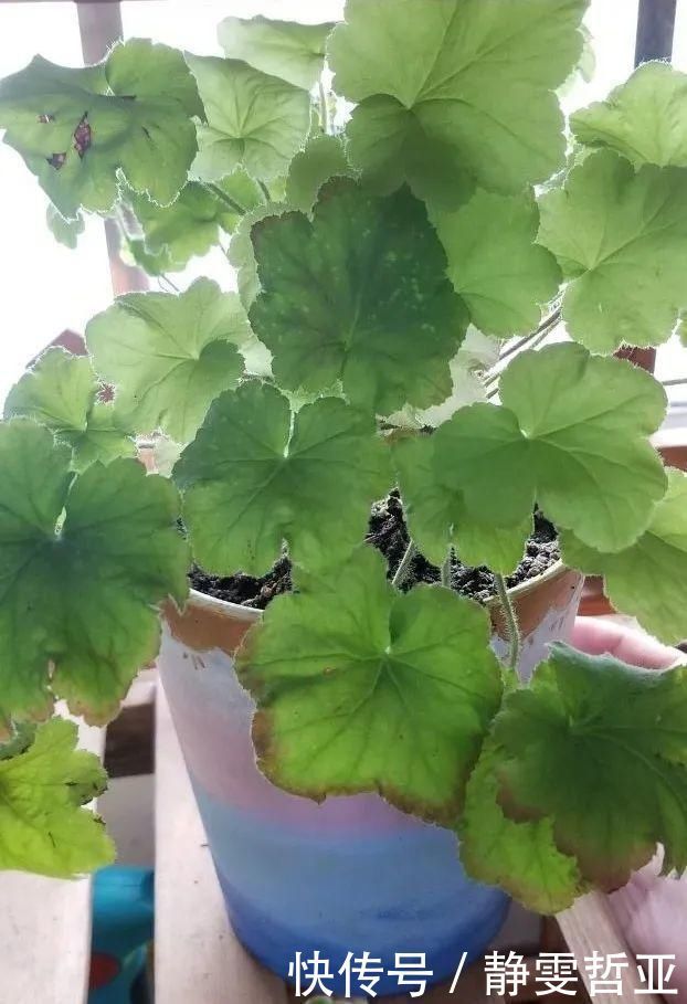 虎皮兰,红掌,吊兰养成老桩,变成大树,真壮观