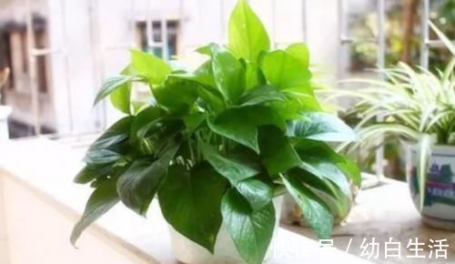 甲醛|除甲醛居然可以如此简单,难怪内行人都在用