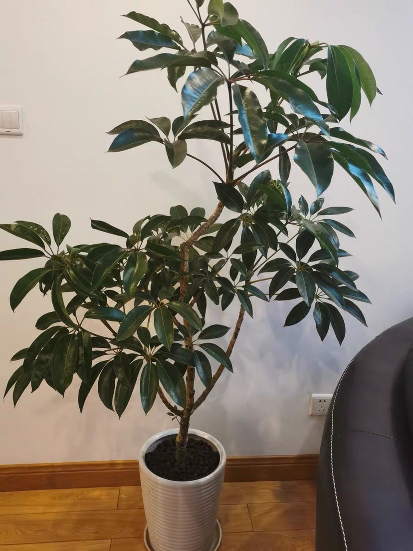 大叶|10种花越高越值钱，能长到2米，大高个霸气镇宅！