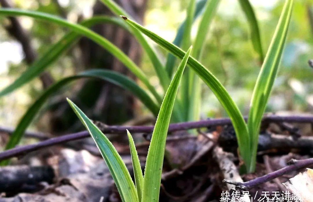 兰花喜酸还是喜碱?很多兰友虽明白,却都做错了