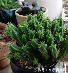 4种漂亮多肉,怕冷难过冬,新手要慎选,来年开春再养也不迟!