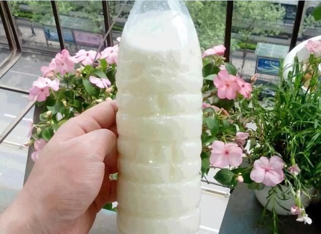 牛奶|2种“废水”家家有，处理之后来浇花，根粗叶绿，半年不用施肥