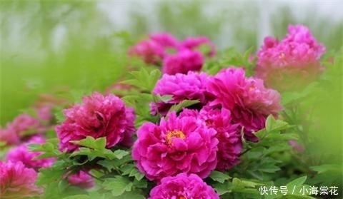 施肥|牡丹的6个养护方法,花开艳压群芳!