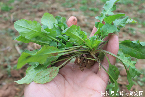 清单|50岁后，骨质渐渐流失，吃哪些食物能预防疏松？医生列出了清单