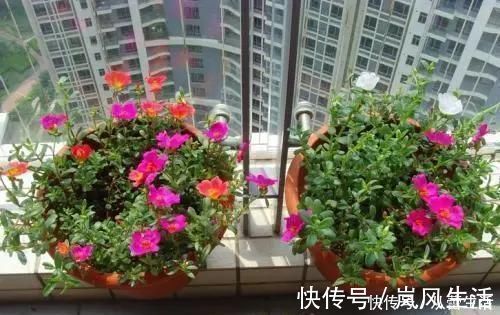 大肚子|这三种花很高冷,你不理它才会开花旺,太关注反而不开花