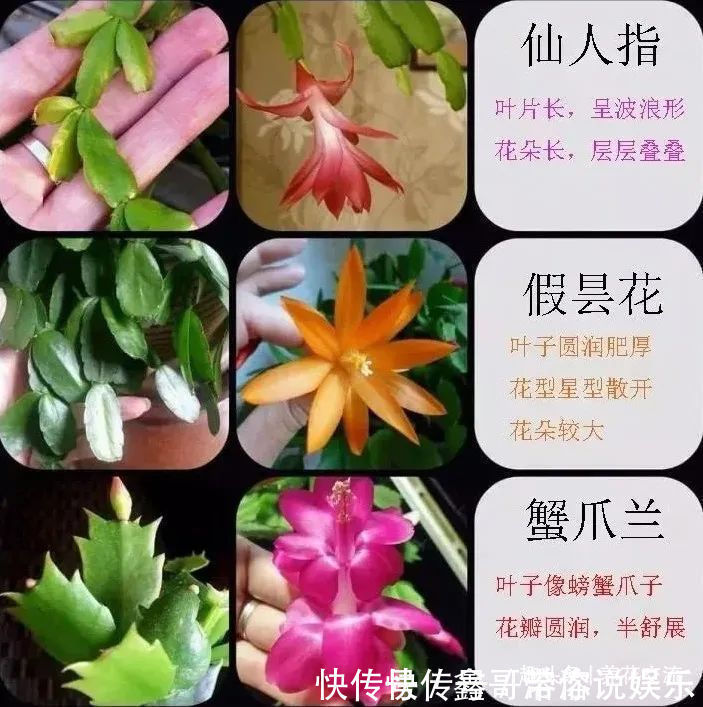 花苞|养盆栽蟹爪兰掌握10点就足够，看完就知道为啥叶子干瘪、不开花