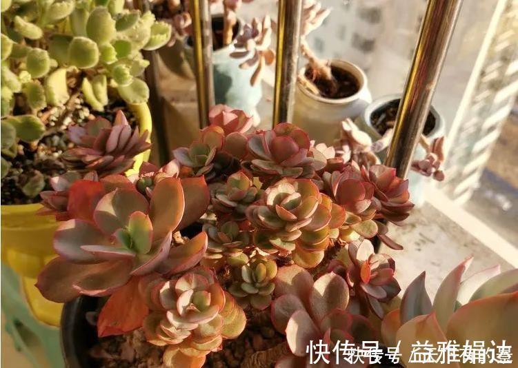 多肉碧桃|养殖多肉碧桃，6、7月盆栽避开此3处，茎叶长得旺、染色美！