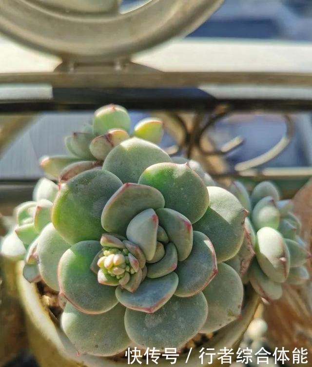 一方阳台,一方多肉,我的生活和姿态!一方阳台,一方多肉,我的生活和姿态!