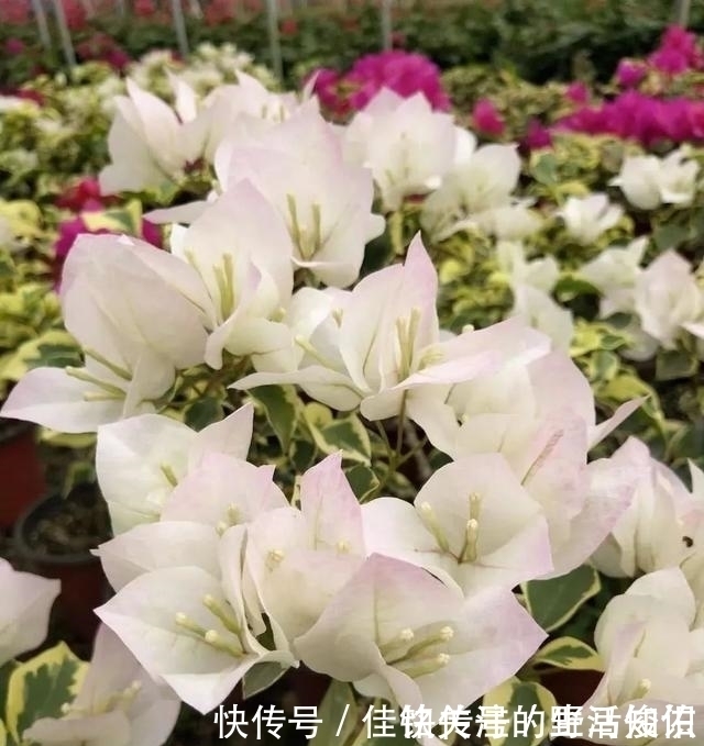 三角梅有“三怕”,避开安全度夏,冒新芽齐开花,养成盆景小老桩