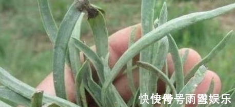 野菜|农村一种罕见野菜，老农每天只能找到两三斤，一斤50块