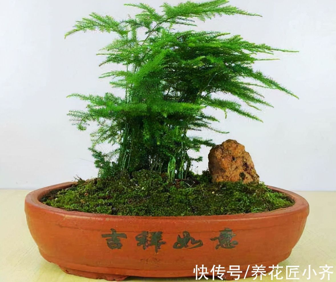 盆景|新手想玩盆景？可以试试4种植物，生长快速易成型，新手难养死