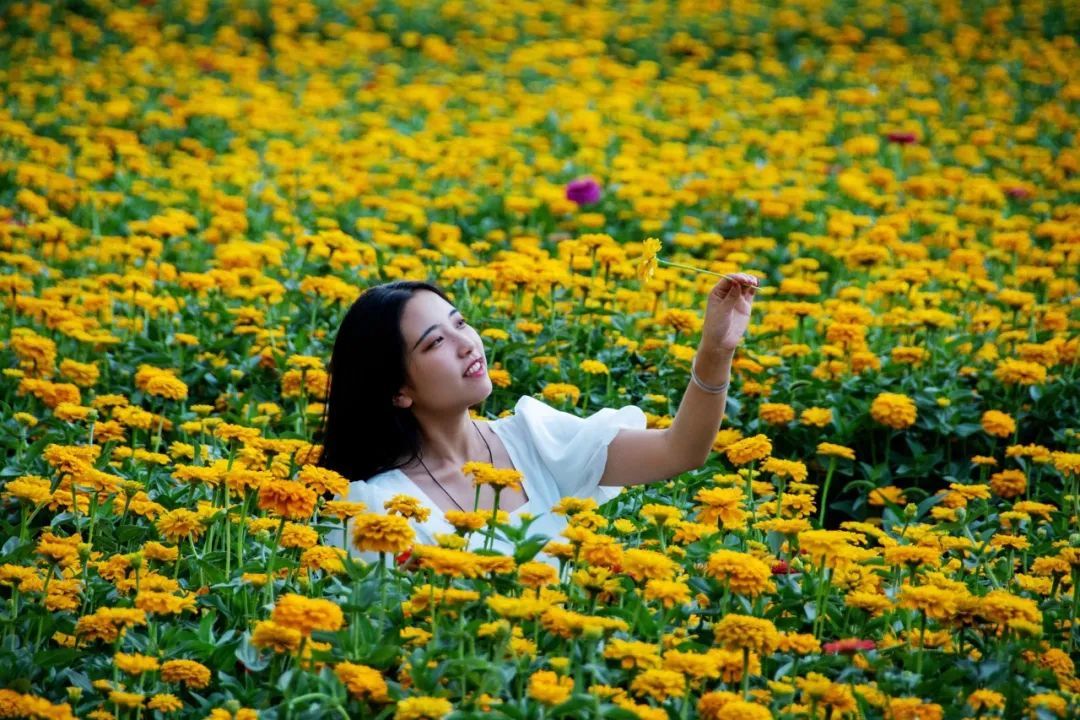 秋天|来临洮！看秋天的第一片“花海”