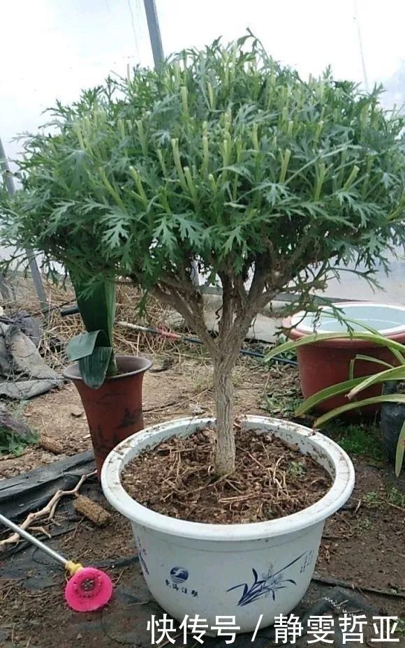 虎皮兰,红掌,吊兰养成老桩，变成大树，真壮观