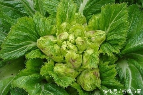 不想|每天吃一盘此菜,清理宿便,女性不想赘肉横生,可试试