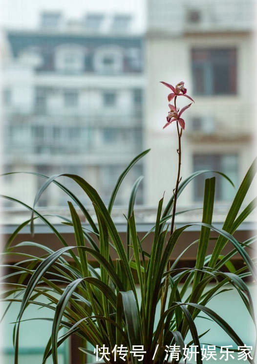 兰花凋谢后,早做3件事,新芽还比老苗多