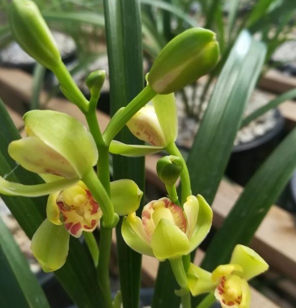 树皮|老花农养兰花，用3种植料，兰花不烂根，芽蹭蹭冒，花呼呼开