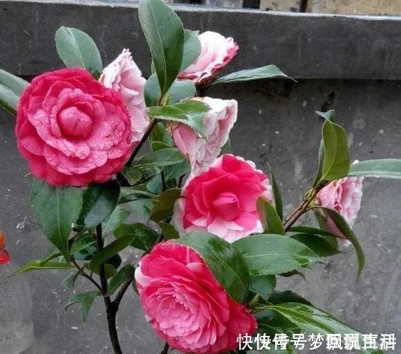 多色|被誉为“世界名贵花木”,一树多色,有枝必有花,价格便宜还好养!