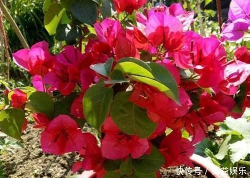 平时该如何管理三角梅多注意4点,株型美、开花多、身价高