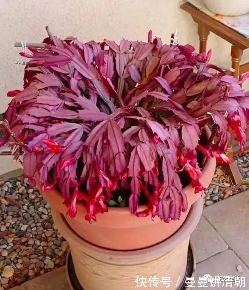 蟹爪莲|蟹爪兰的叶片突然变红,可不是好事,赶紧这么做,还会有花赏!