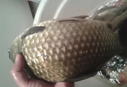 秋天钓鲫鱼,大板鲫就藏在这8种地方,找准了保你钓得爽歪歪