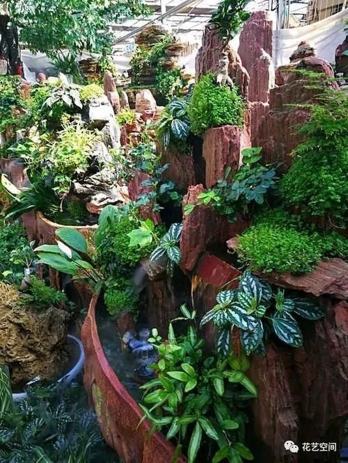 反季节|花市买花,别轻易“入坑”,这4种情况的花,再好看也别买