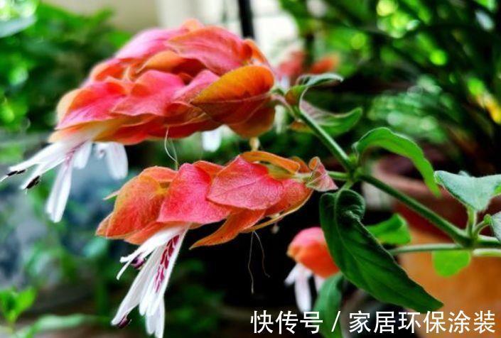 虾衣花|从8月8日开始，家养此款花卉，花大色艳胜玫瑰，花开枝繁叶茂