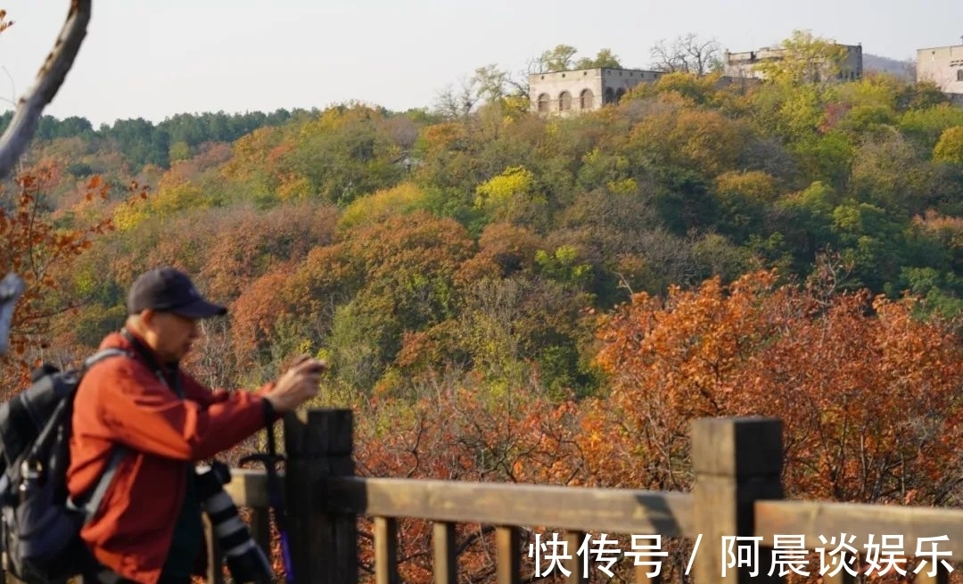 枫叶|百望山枫叶醉霜红 尽成一片秋色~