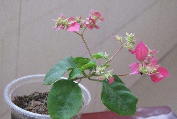 绿萝看腻了，不妨试试养这些花朵，越养越好，一样也爆盆