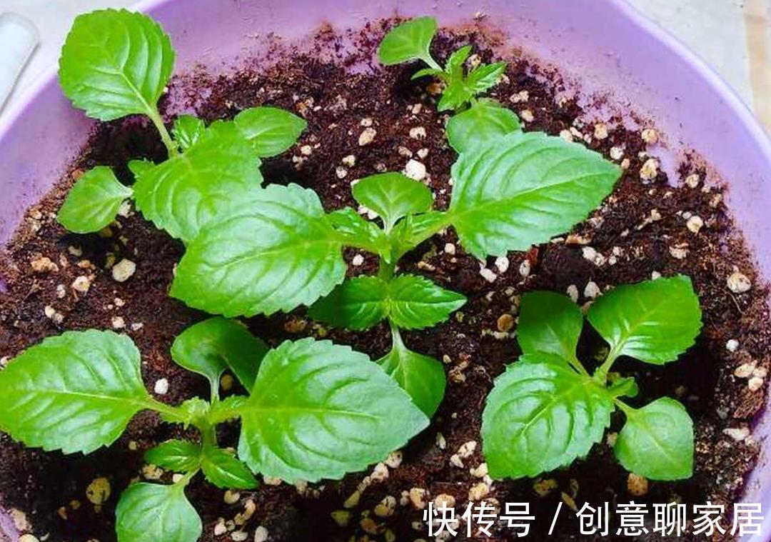 凤仙花|10种花开完不要剪，等20天之后，1盆变多盆