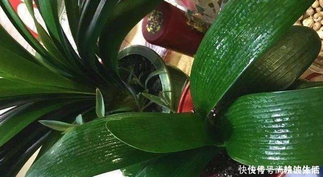 花芽|啤酒水浇花有技巧,里面加“4个小东西”,叶子油绿,花儿长疯了!