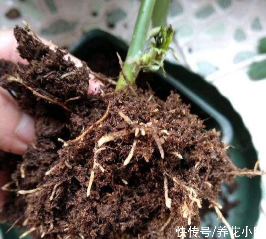 成活率|扦插花卉,枝条放2种水里泡一下,生根快容易成活
