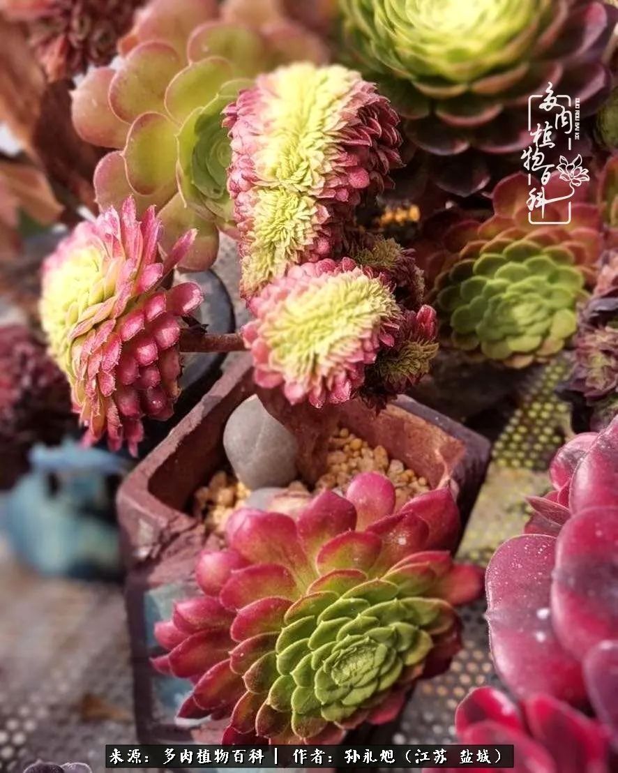 养多肉三年多九万里悟道，终归诗酒田园！