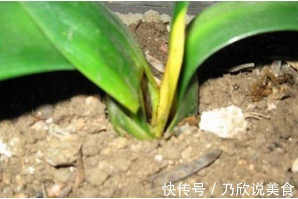 君子兰叶子发黄怎么办教你几招,让叶片重新焕发亮绿!