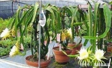 吃水果时,留一点,扔盆里,10天发芽成盆栽,能开花,结果!