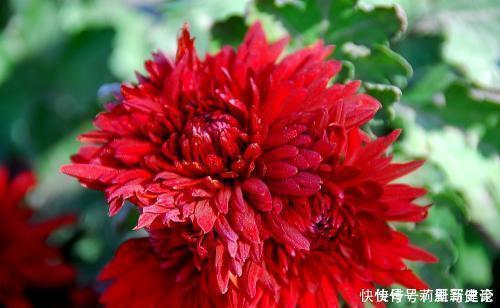 适合懒人养的花,一年开花200天,对待新手很友好四季绚烂