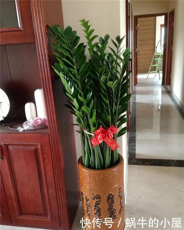 金钱树|4种树适合摆放客厅里,好养、好看还旺运,我要几盆