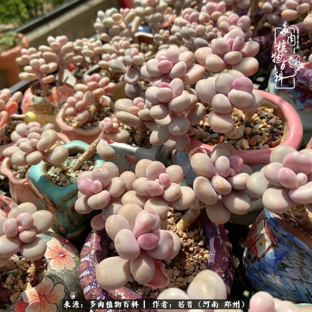 迷你小院儿,种满多肉、花草和蔬果,沉醉在自己的世外桃源!