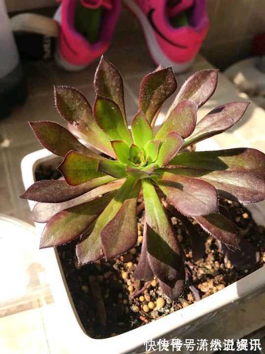 虎皮兰|春天，这八种花剪个枝插土里就活，养养就开花，错过就要等明年了