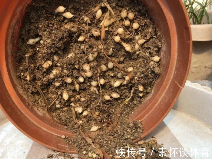 枯黄|家里有此7种花,少浇水不能晒,天热要休眠早看早知道