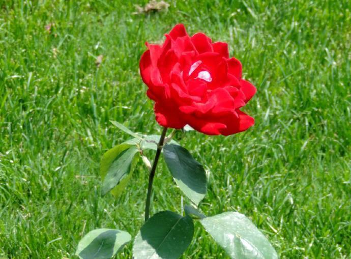 喜欢菊花,就养盆“精品玫瑰”红和平,红艳欲滴,花色靓丽!