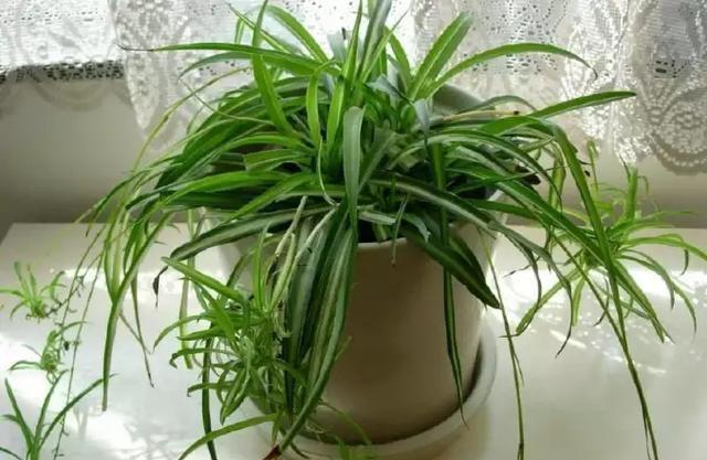 养花时,盆里挖个洞,埋上3粒“它”,什么肥都好使