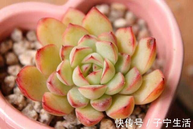 养多肉只知道“少浇水多晒太阳”早不行了,还得这样做