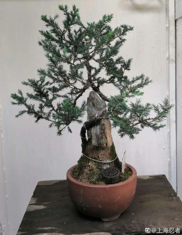 盆景家里养盆松，代代出富翁，镇宅守家福气旺